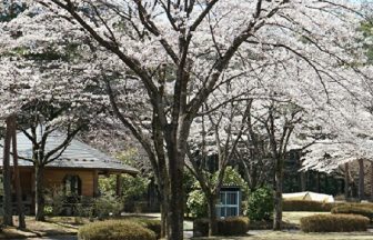 那須野が原公園オートキャンプ場　桜