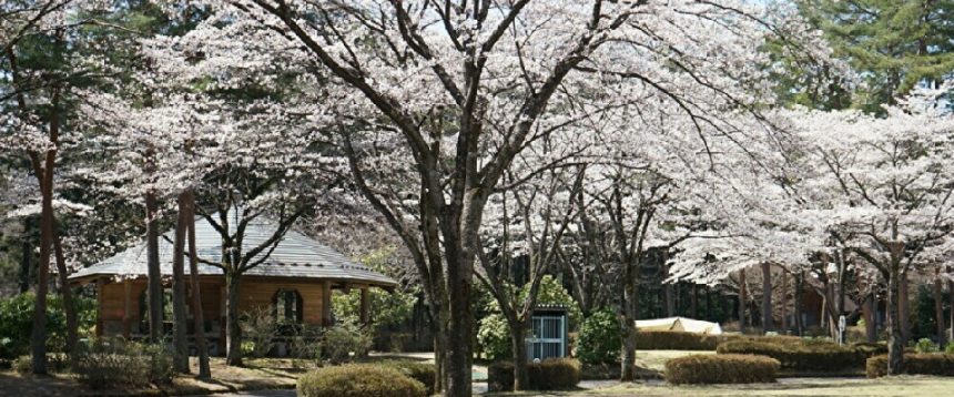 那須野が原公園オートキャンプ場　桜