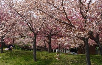 霧島高原国民休養地　桜