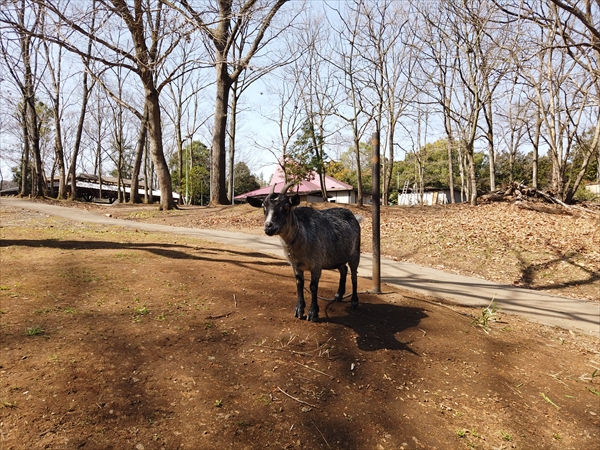 城里町総合野外活動センター ふれあいの里 茨城県