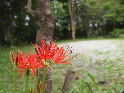 那須高原アカルパキャンプ場
