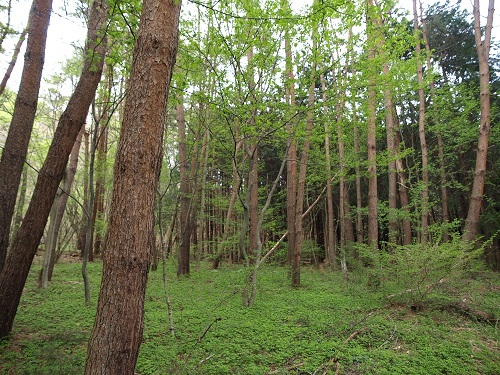 ウッドペッカーキャンプ場
