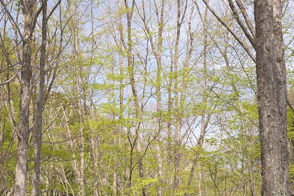 CAMP屋うるぎキャンプフィールド