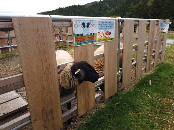 ふるさと村自然園せいなの森キャンプ場