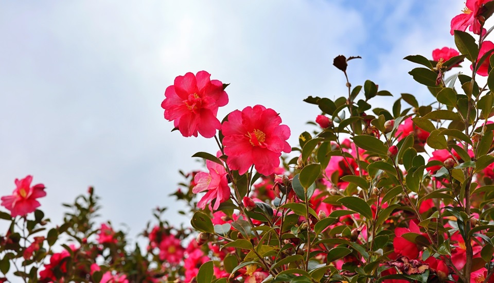 冬の花 山茶花