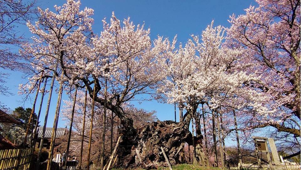 神代桜