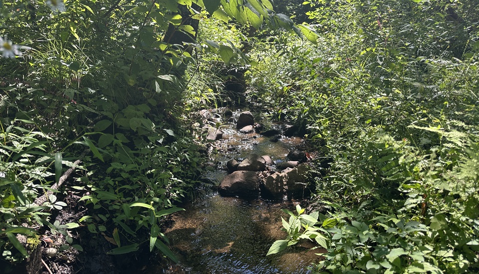 こもれびの森キャンプ荘川