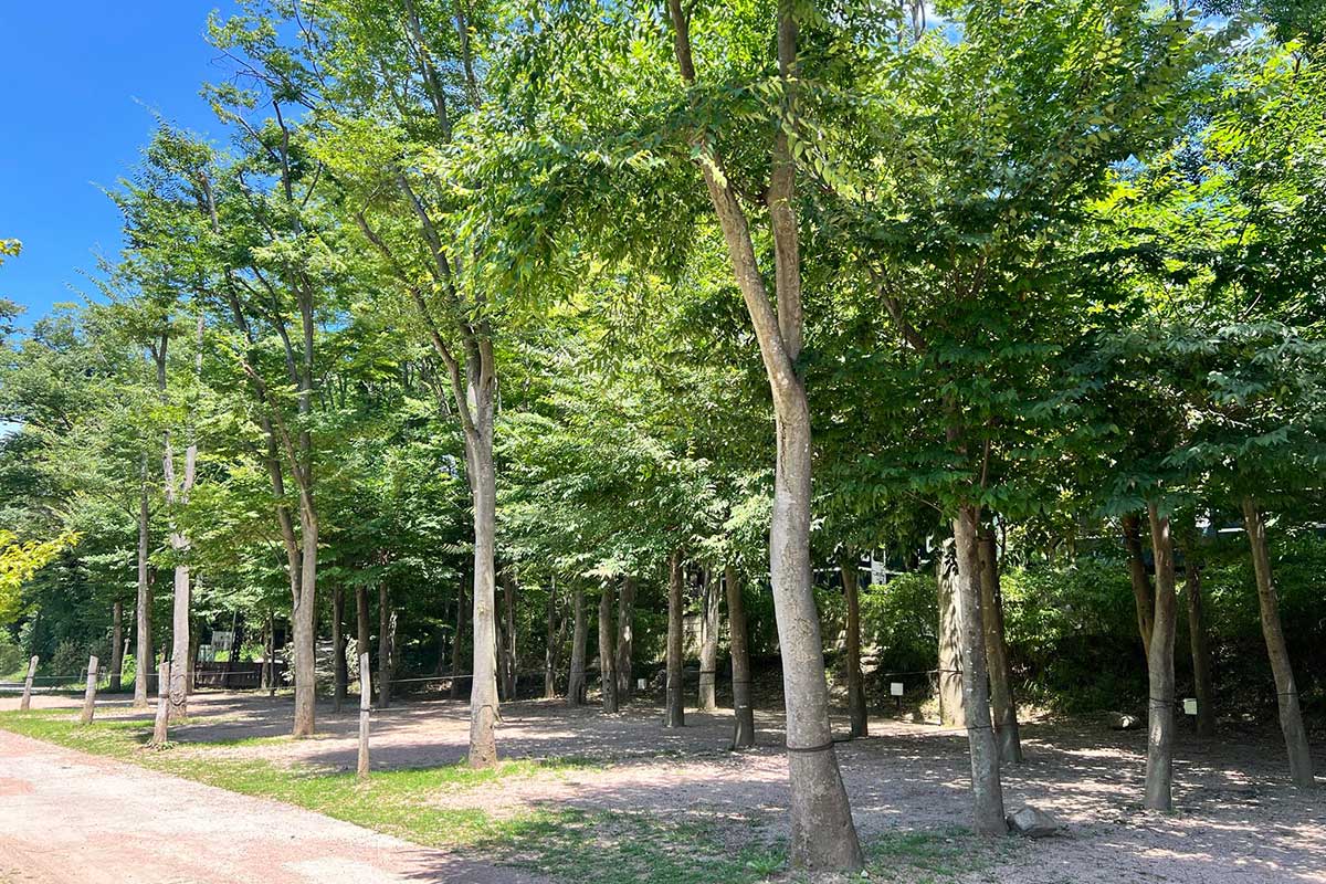 ハンモックサイトレギュラー