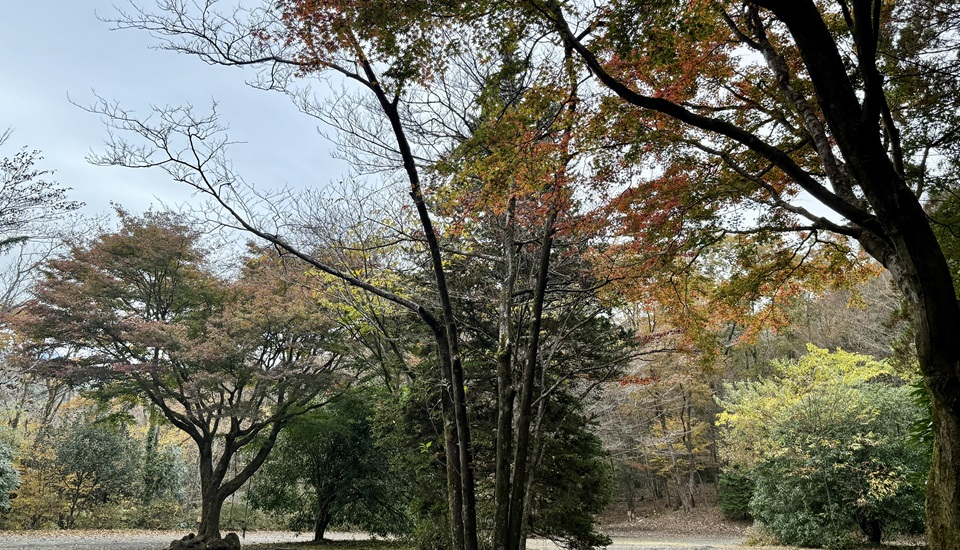 西富士オートキャンプ場　紅葉