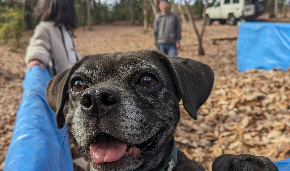 太陽の丘　落ち葉プール