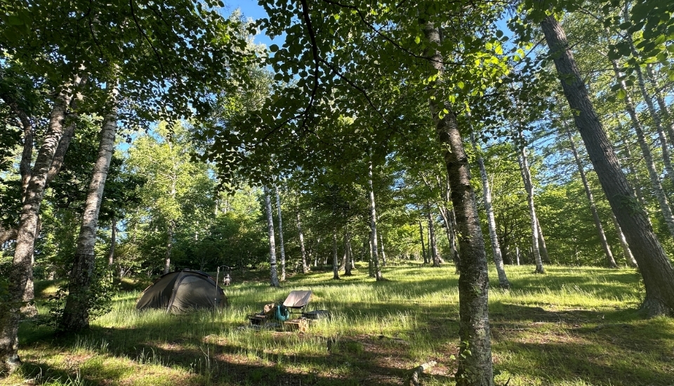 駒出池キャンプ場　フリーサイト林間