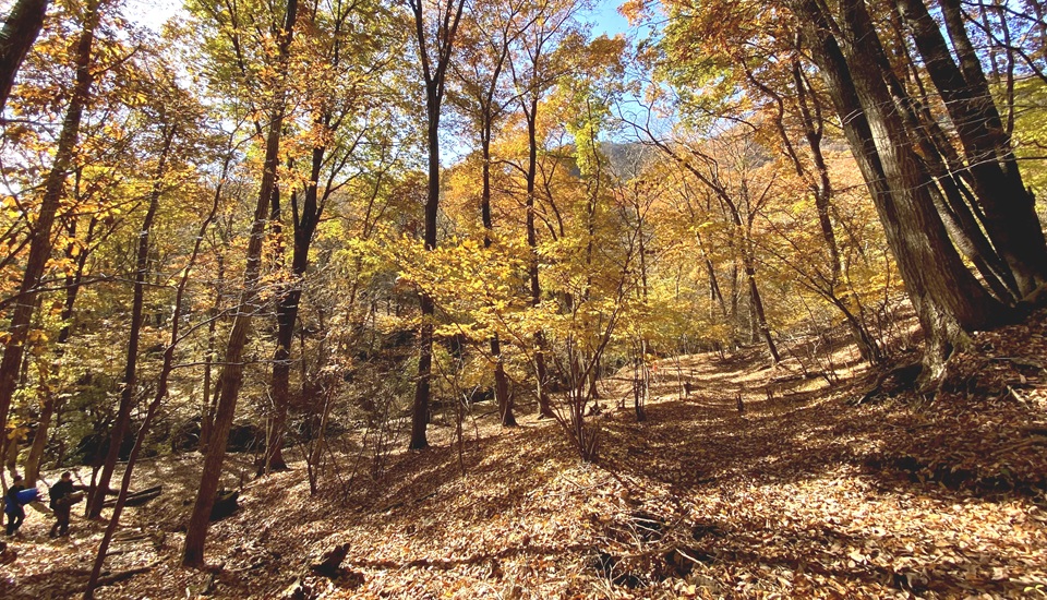 八風平キャンプ場