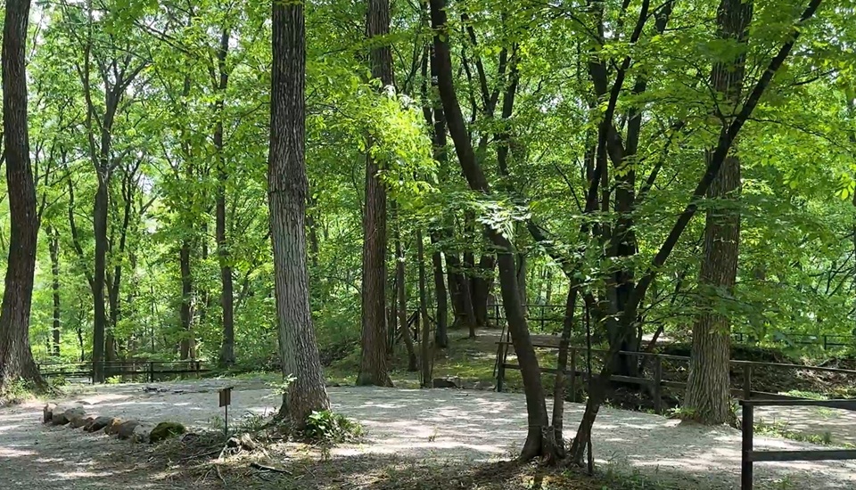 キャンプラビット