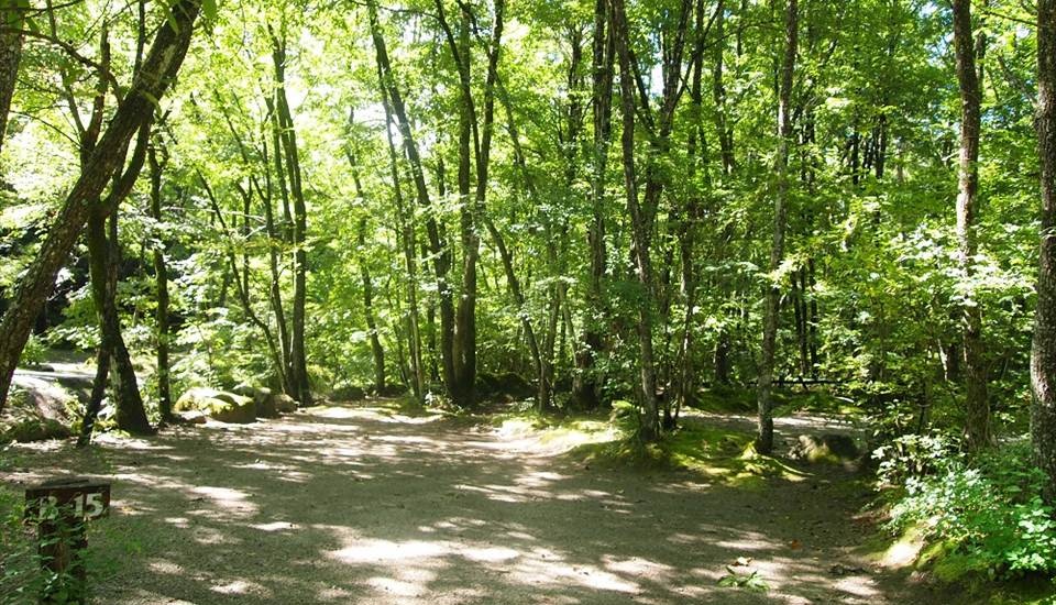 三景園オートキャンプ場