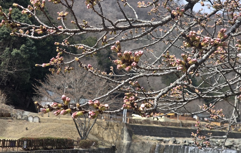 ウエストリバーオートキャンプ場桜
