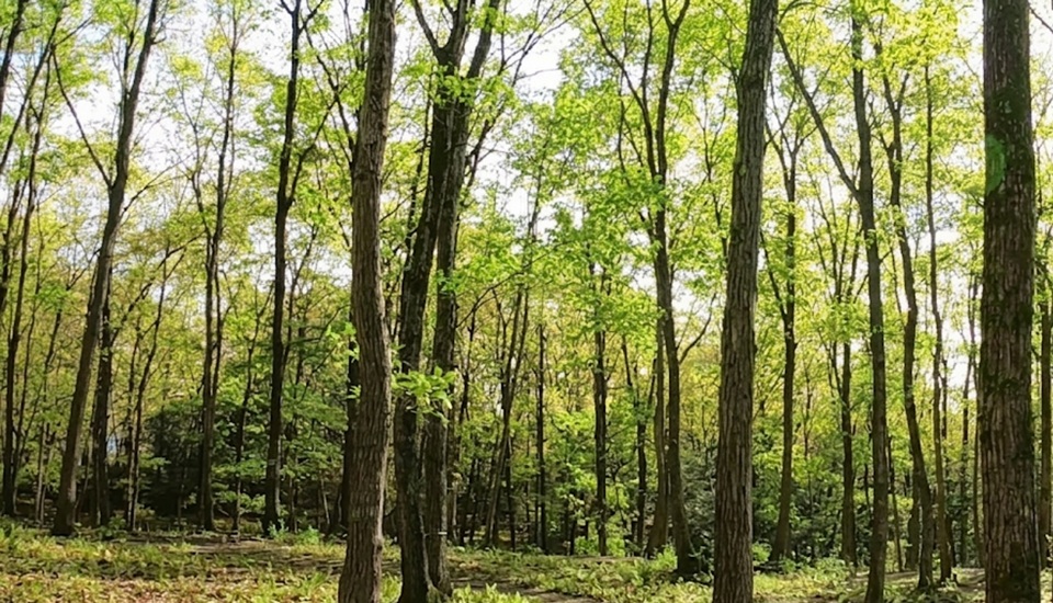 フォレストピア七里の森