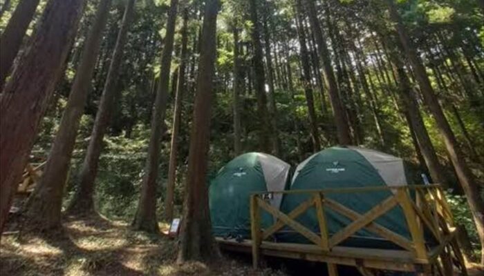 足柄森林公園丸太の森 足柄森林公園丸太の森