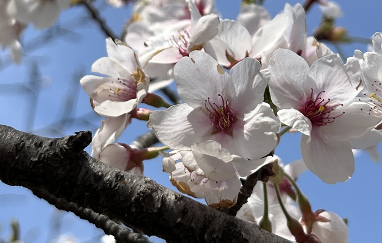 那須たかはらオートキャンプ場　桜
